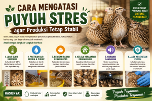 Cara Mengatasi Puyuh Stres agar Produksi Tetap Stabil